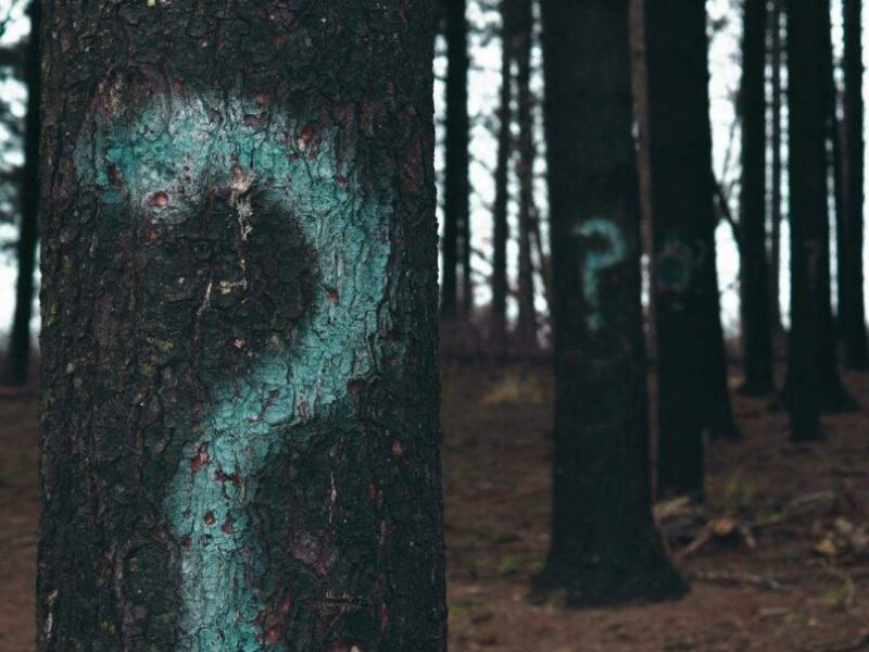 Tree with question mark