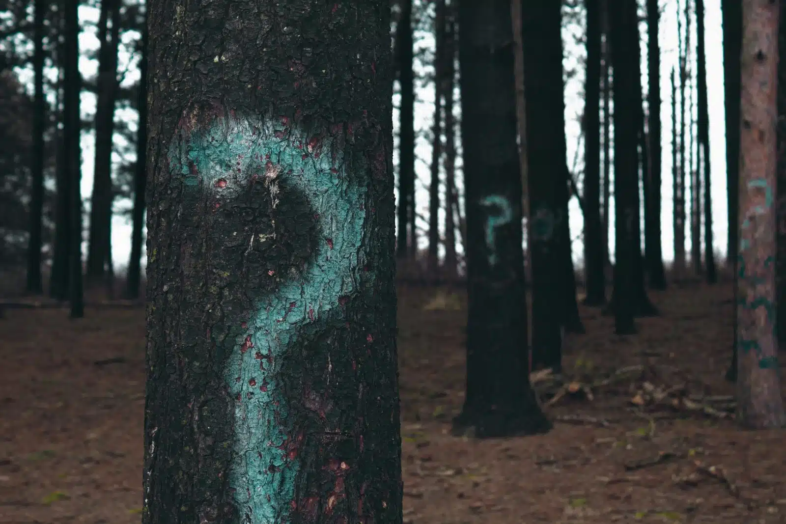 tree with question mark Tree with question mark