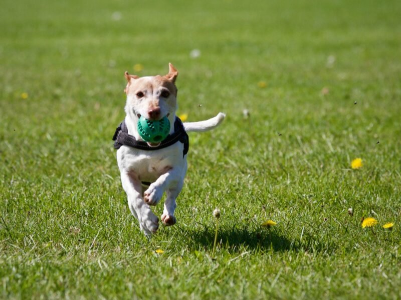 Fetch